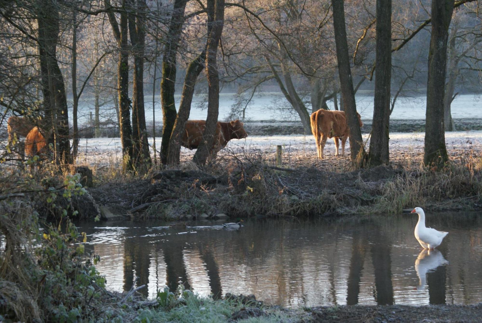 Le Gite De L Ourthe Ortheuville Esterno foto